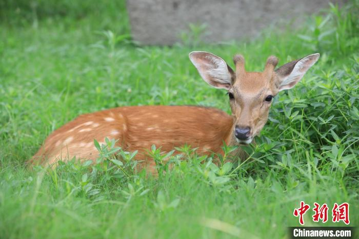 清代康熙年间康熙帝谒陵时，南京明孝陵尚有鹿穿梭于林间。　黄昱东 摄