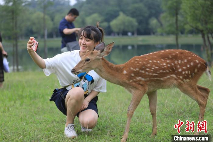 可爱的梅花鹿穿梭于山水之间，供游人亲近。　黄昱东 摄