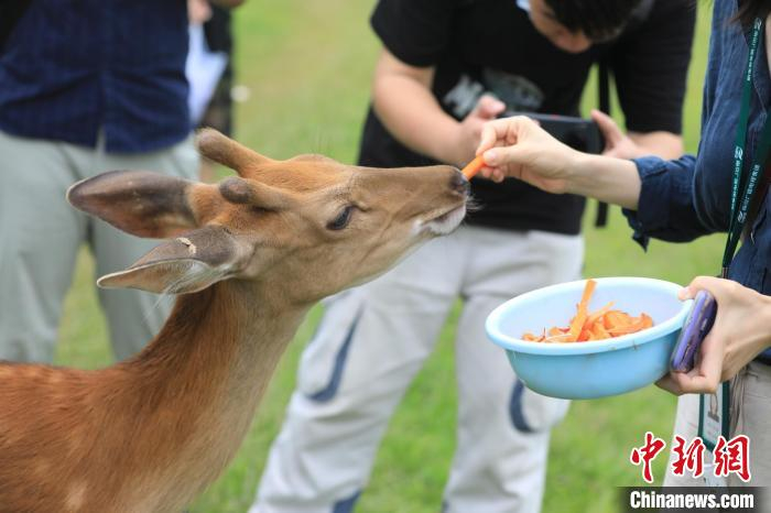 这批梅花鹿将在鹿苑内供游人亲近和观赏。　黄昱东 摄