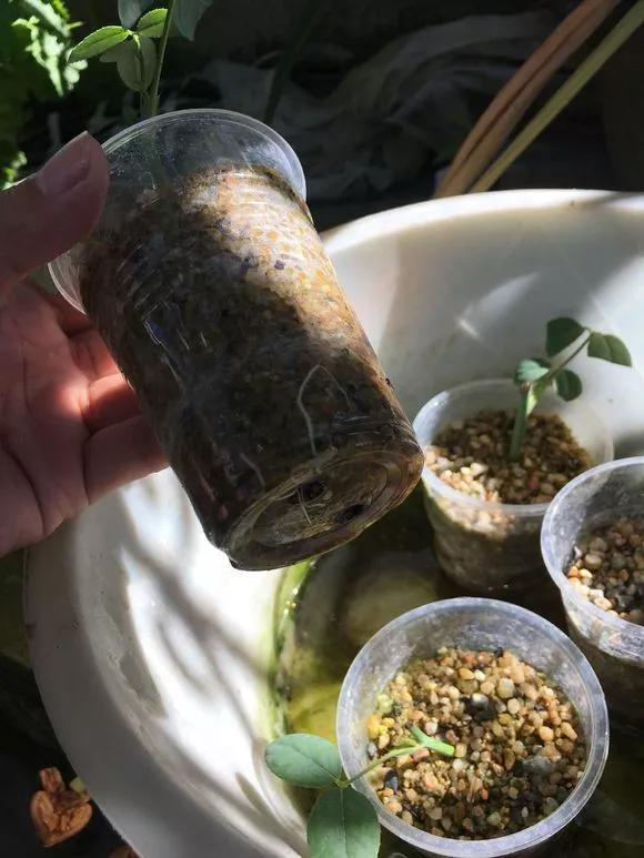 陶粒火山石，比不了一捧沙，挖点掺土里，不烂根夏天也能呼呼长
