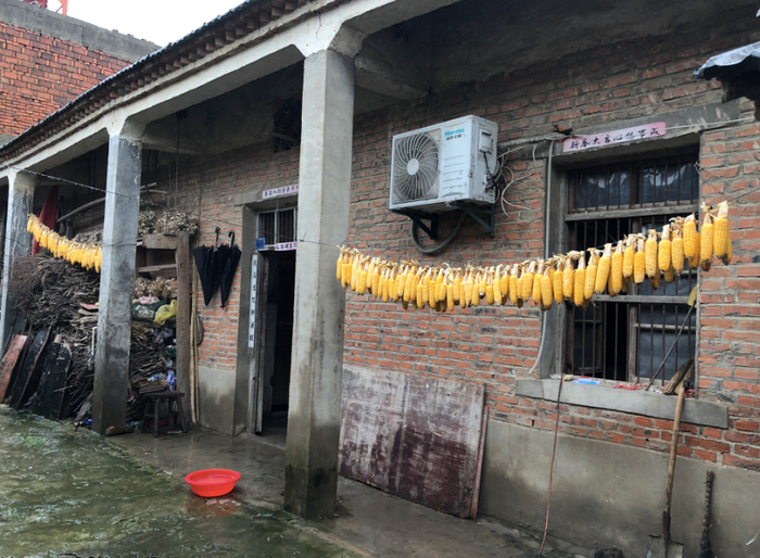 ▲蓄洪当天清晨五点，徐如贺和老伴从田里抢救上来的玉米。新京报记者解蕾摄 