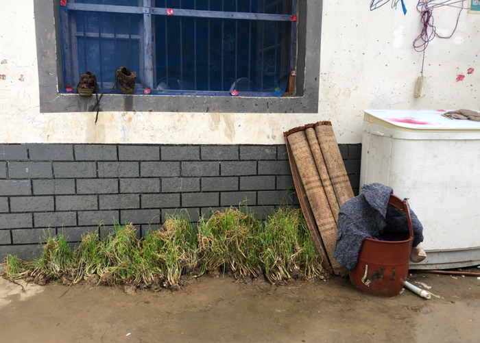 ▲蓄洪当天清晨五点，徐如贺和老伴从田里抢救上来的香葱。新京报记者解蕾摄 