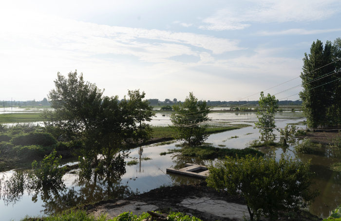 ▲王家坝关闸后三天，大水退去后，刘郢庄台的农田率先显露出来。新京报记者解蕾摄