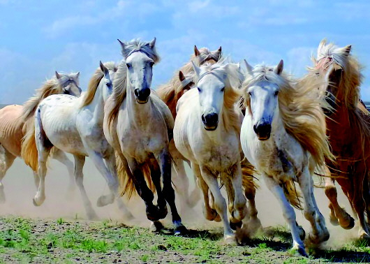 蒙古马。记者贾立君摄