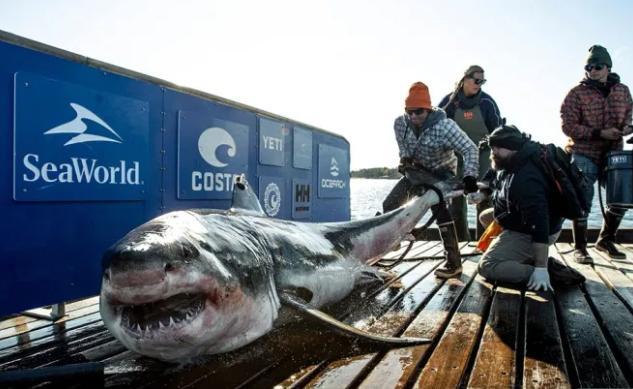 美21岁大学生徒手活抓181公斤大白鲨，抱鲨合照，称共抓过300条
