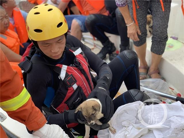 潼南洪水猛涨52位村民被困 消防紧急救援狗狗也没落下