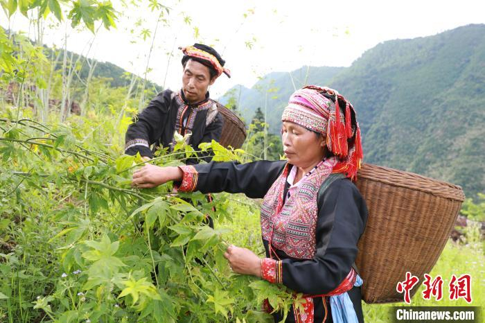平乐县大发乡福瑶村委马留冲屯脱贫户冯成能夫妇在采摘甜茶叶。　苏桂 摄