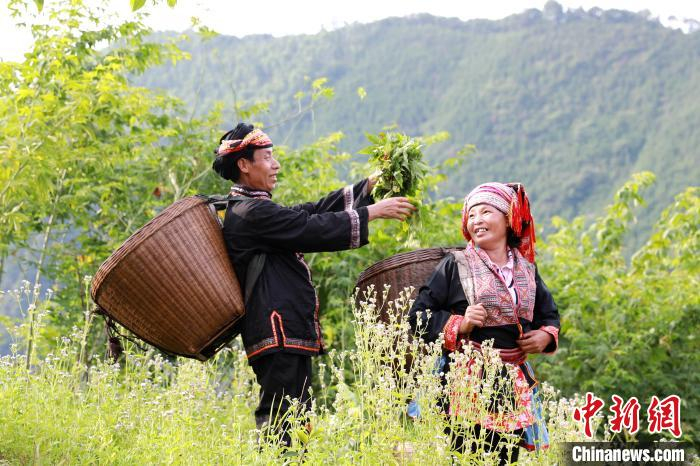 丰收喜悦，平乐县大发乡福瑶村屯脱贫户冯成能夫妇采摘丰收甜茶叶满载而归。　苏桂 摄
