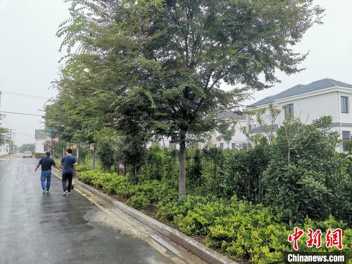 村里绿意盎然。　谷华 摄