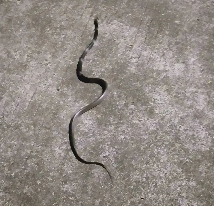 银环蛇出现在神仙水公园