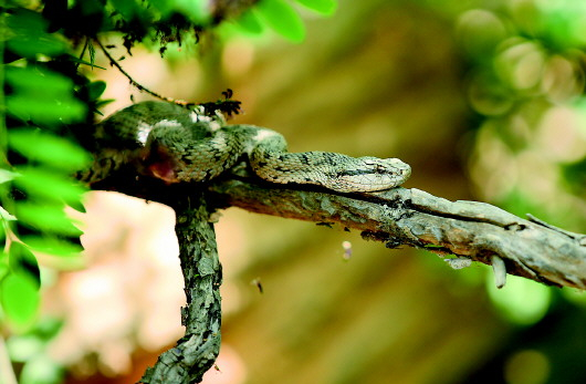 蛇岛蝮蛇。 本报记者龙雷摄
