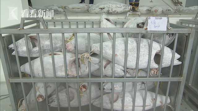 上海首次远洋自捕金枪鱼到港卸货 未来市民金枪鱼价格有望下降