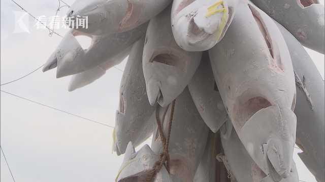 上海首次远洋自捕金枪鱼到港卸货 未来市民金枪鱼价格有望下降