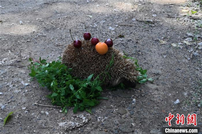 小刺猬带着“口粮”大摇大摆回归森林。绥阳林业局有限公司