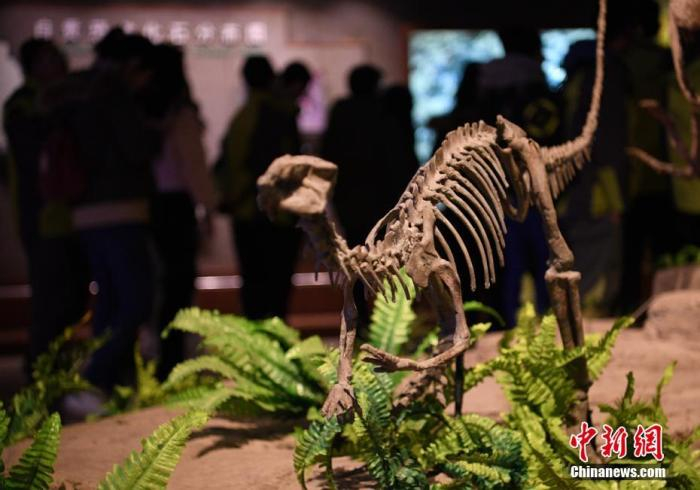 资料图：四川自贡恐龙博物馆内游人如织。该馆以恐龙化石埋藏点多面广、数量巨大、种类众多、保存完好、层序连续等特点著称于世。刘忠俊 摄