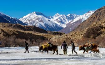 从“驮”物到“驮”财 新疆牧民靠骆驼改变生活