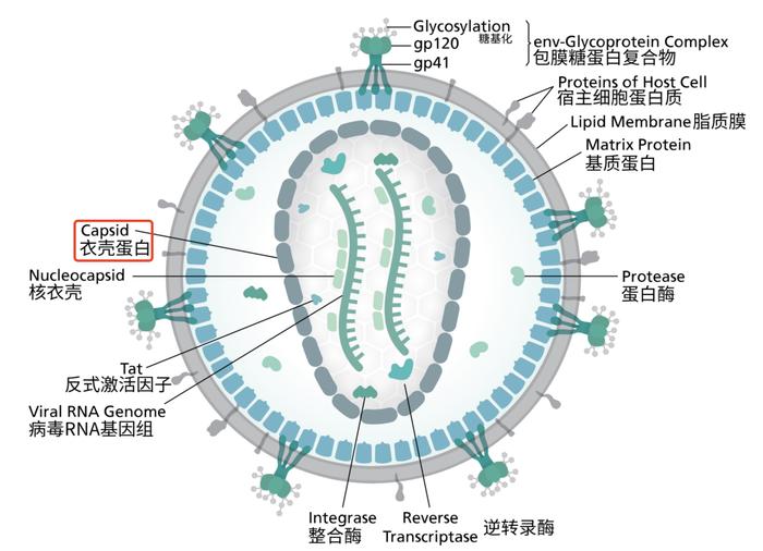 艾滋病治疗候选新药：注射半年后，药物仍有活性