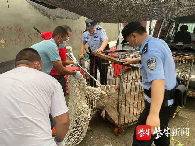 野猪嚣张下山强闯民宅撞伤报警人