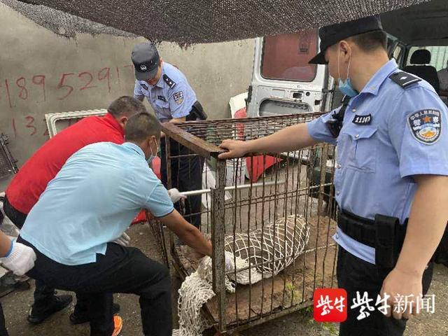 野猪嚣张下山强闯民宅撞伤报警人