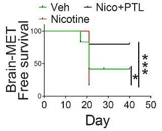 JEM：破解吸烟促进肺癌细胞钻入大脑之谜！科学家发现尼古丁能改变小胶质细胞特性，让大脑变得适合癌细胞生长丨科学大发现