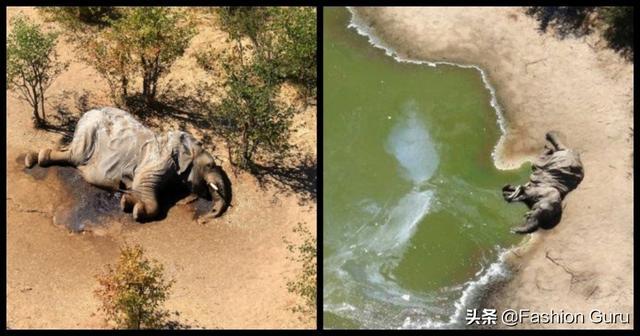 非洲逾350大象离奇死亡，专家疑与新冠病毒有关
