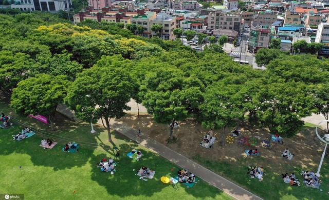 韩国大邱气温超30度 游人在树下整齐铺席乘凉