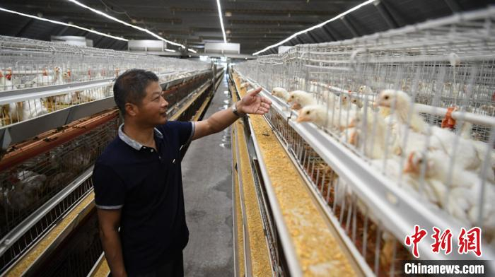 马长胜在养鸡场走访 张瑶 摄