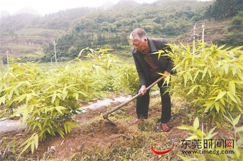 ■银厂村村民打理竹米苗 首席记者 郑琳东 摄