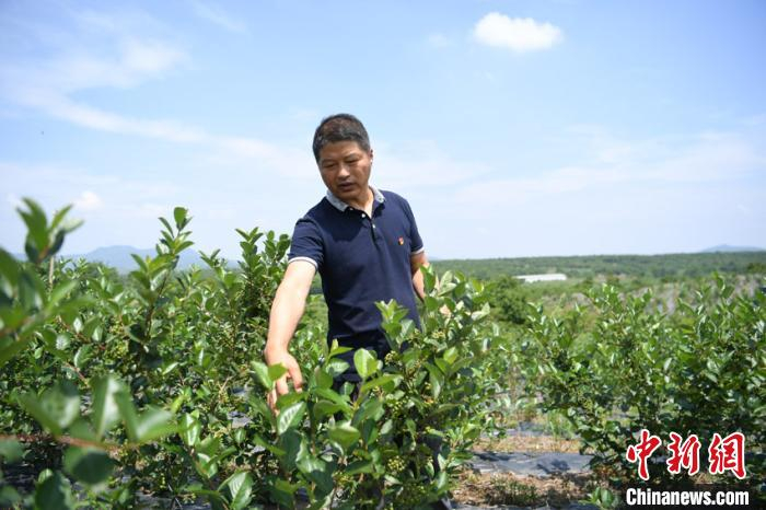 马长胜在黑果花楸地查看长势 张瑶 摄