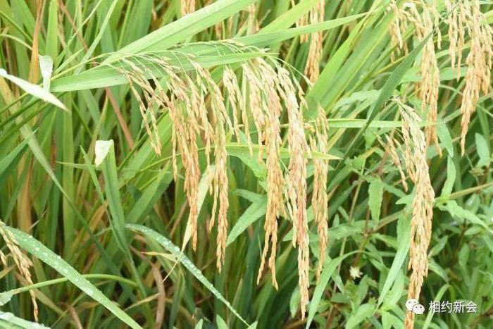 【厉害】新会“袁隆平超级稻”刷新双季稻全国粮食高产纪录！