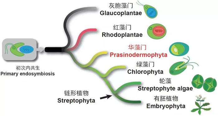绿色植物有了第三个门类！