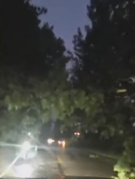 河北隆尧县强降雨并伴有大风，有树木被吹倒。