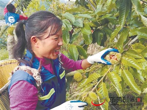 ■昭通市镇雄县“云栗”产业成脱贫“生力军”。图为村民在山上采摘板栗 首席记者 郑琳东 通讯员 杨添翔 摄