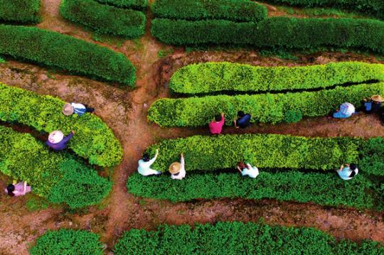 揭开天价岩茶背后的层层乱象：将外地茶改头换面后销售