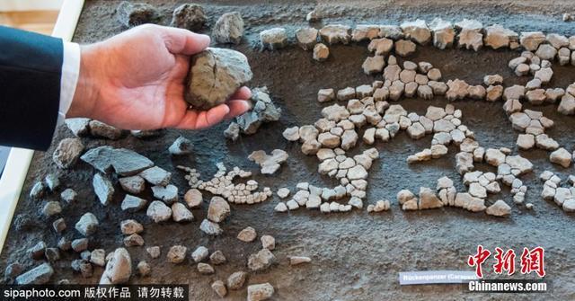 德国发现1100万年前棱皮龟遗体碎片 身长至少2米