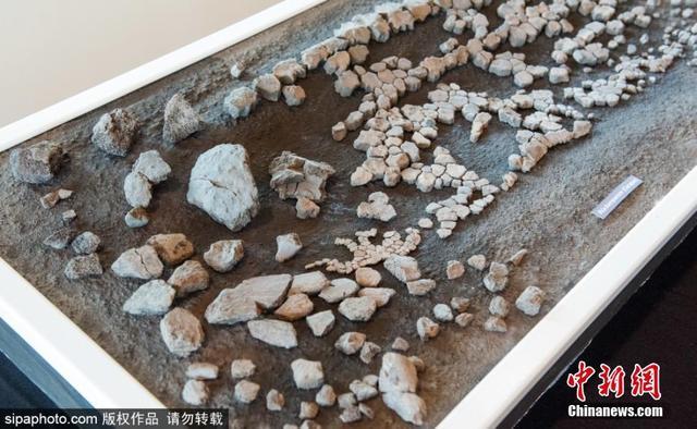 德国发现1100万年前棱皮龟遗体碎片 身长至少2米