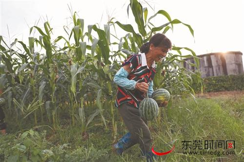 ■东莞虎门镇对口帮扶大桥村，鼓励村民扩大农业种植、外出务工再就业。图为村民王冬秀采摘成熟的西瓜
