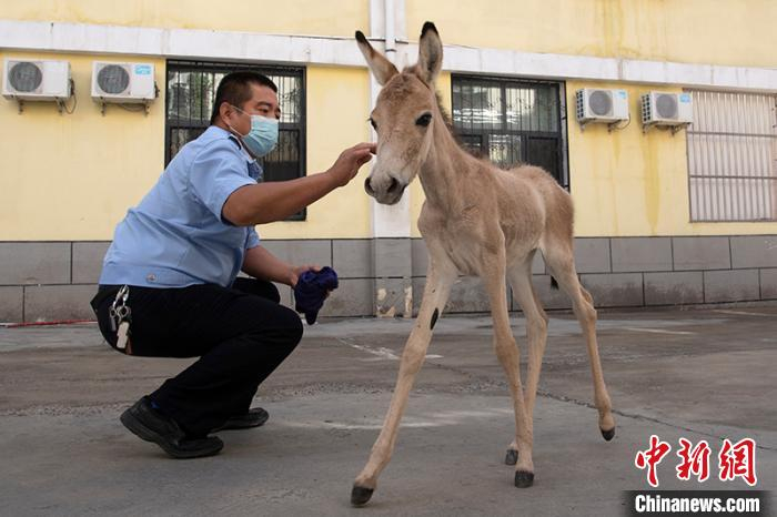 民警查看野驴健康情况。　闵勇 摄