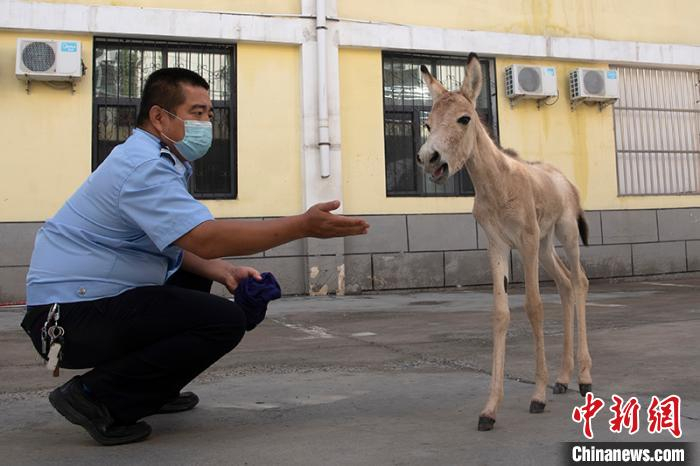 民警悉心照顾小野驴。　闵勇 摄