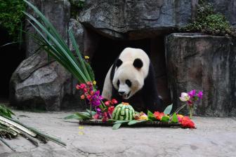 严重过敏致多器官衰竭 成都大熊猫基地公布两幼仔死因