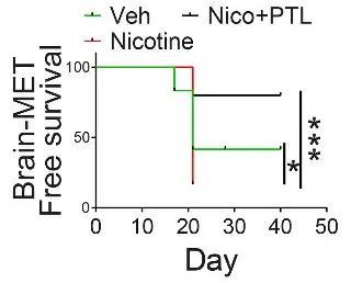 尼古丁能促使脑肿瘤生长