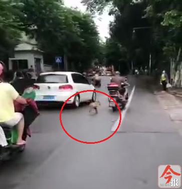 广西柳州三天内10多人因遛狗不牵绳受罚，有被罚者称不习惯