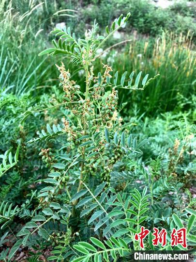 图为圆果甘草。宁夏科技厅供图