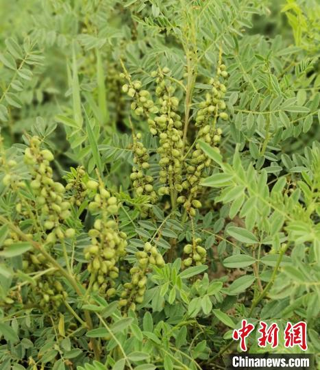 图为圆果甘草。宁夏科技厅供图