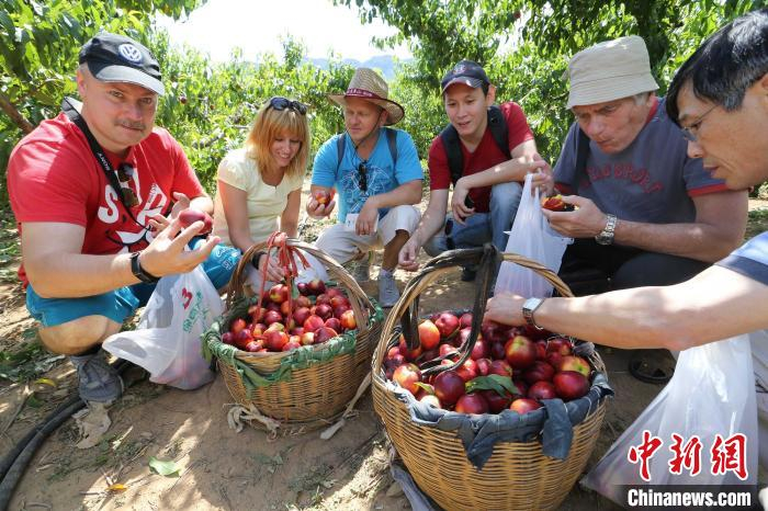 外国游客采摘桃子。　王健民 摄