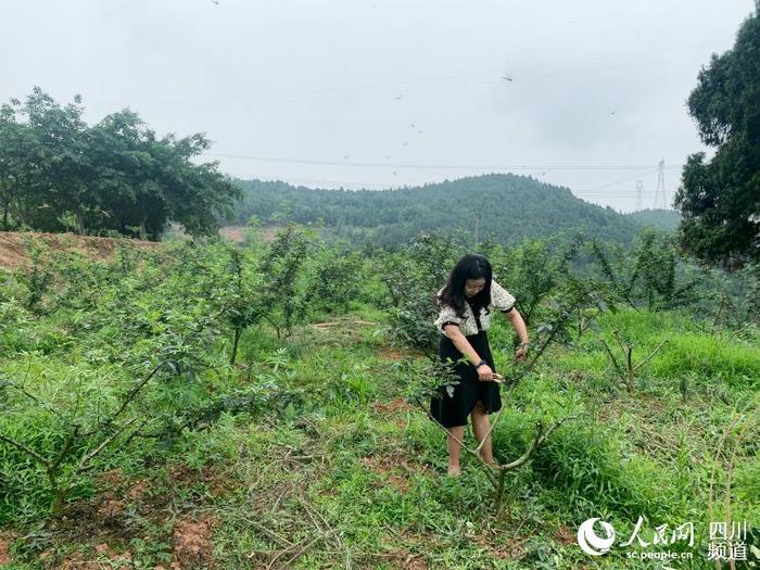 德阳旌阳区：纪委委员“卖”花椒，近万斤青花椒销售一空