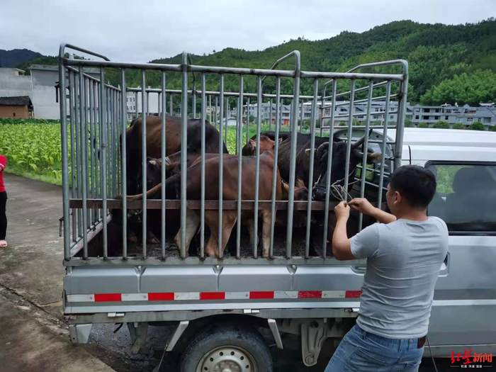  ▲河田镇的病牛被带走“处置”