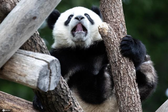 柏林大熊猫双胞胎与游客见面 趴着呼呼大睡挠痒痒