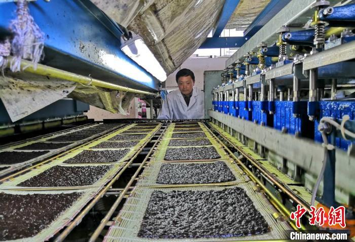 紫菜加工生产场景。黄窝村供图