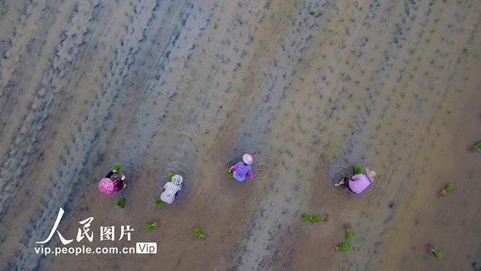 浙江长兴：南太湖夏种正当时